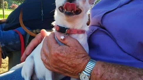 Some Dog Breeds Form Incredibly Strong Bonds With Just One Person