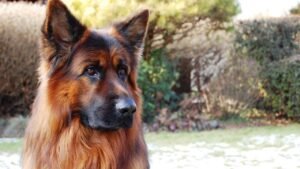The Subtle Ways Your Dog Tries to Protect You From Perceived Threats