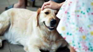 The Unique Sounds Your Dog Makes When They're Truly Content and Happy