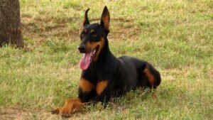 What Owning a Doberman Says About Your Personality