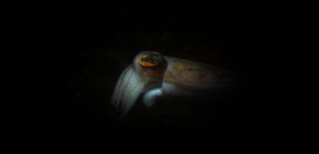 This ghost octopus is facing a new threat