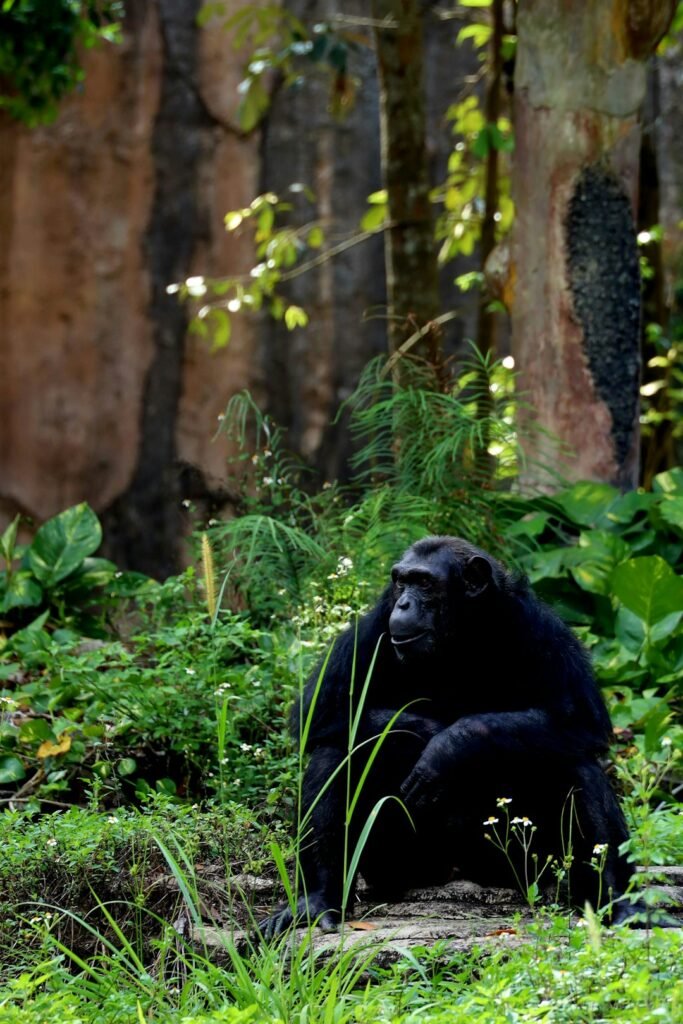 Defying conflict to track the world’s rarest chimpanzees