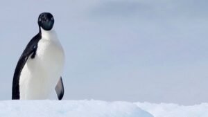 Emperor Penguin Declared Endangered As the Species' Numbers Dwindle Due to Drowning Deaths