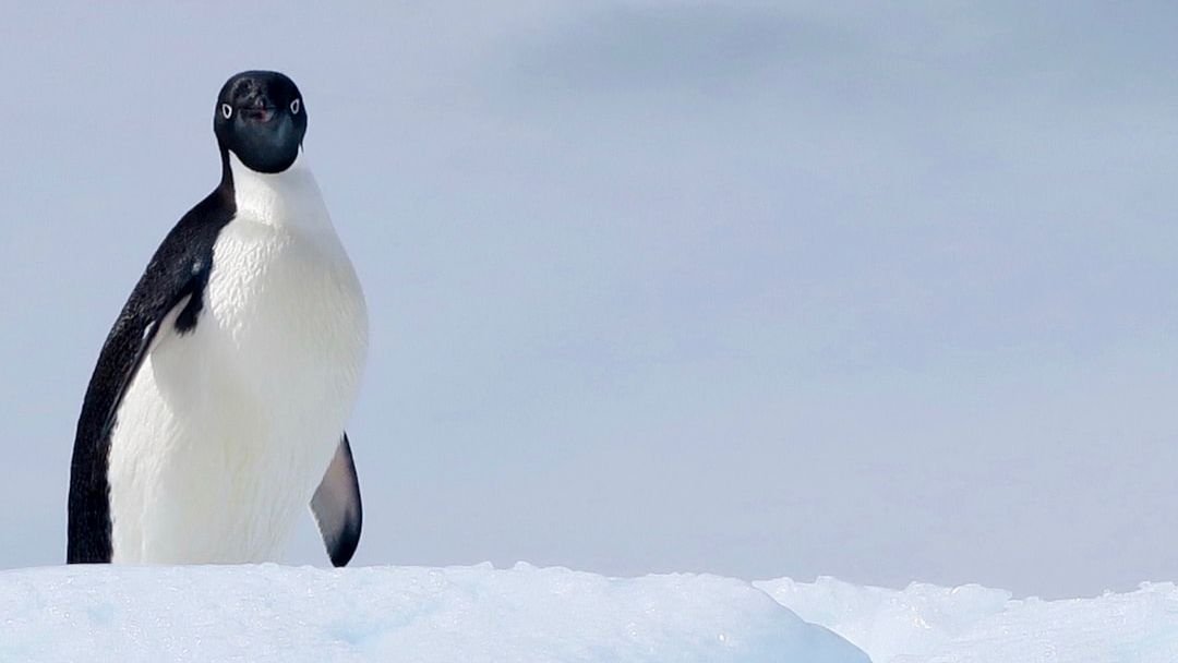 Emperor Penguin Declared Endangered As the Species' Numbers Dwindle Due to Drowning Deaths