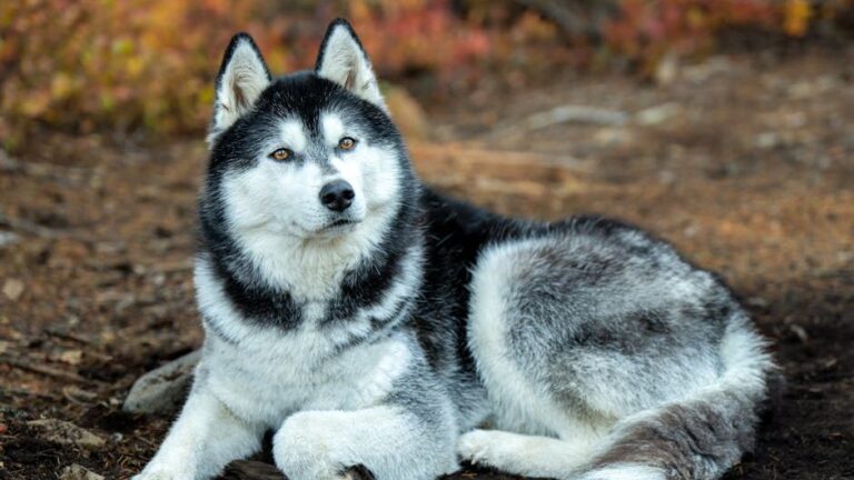10 Worst Dog Breeds For Seniors