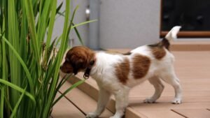 10 Underappreciated Dog Breeds That Make the Most Loving Companions