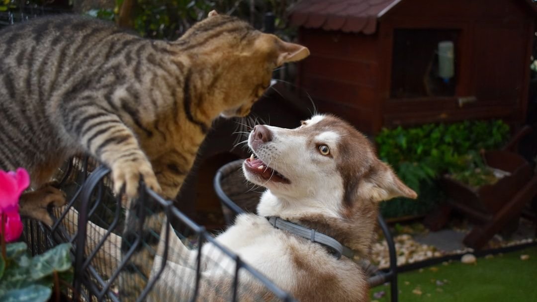 10 Siberian Husky Behaviors That Say "Rules Don't Apply to Me"