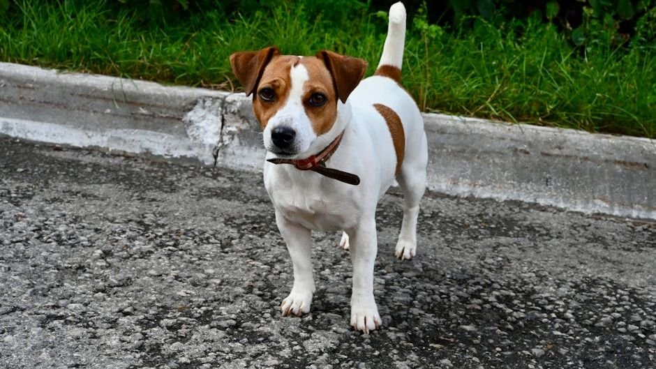 12 Dog Breeds That Have a Surprisingly Long Lifespan (And Stay Healthy ...