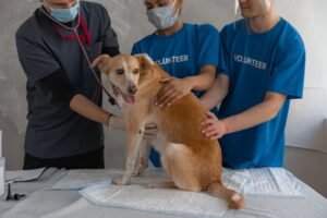Pet First-Aid Basics for Oroville Families: Being Prepared at Home and Outdoors