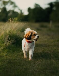Vets Say These Simple Everyday Habits Can Make Your Dog Feel Happy