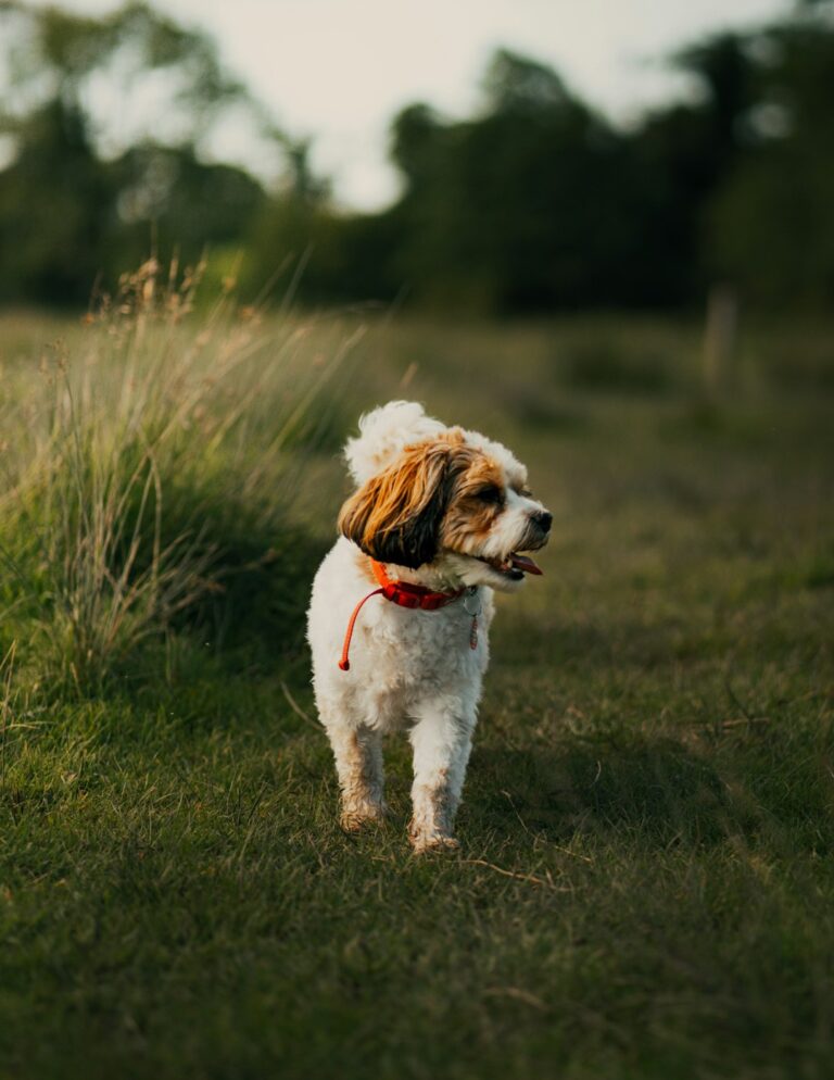 Vets Say These Simple Everyday Habits Can Make Your Dog Feel Happy