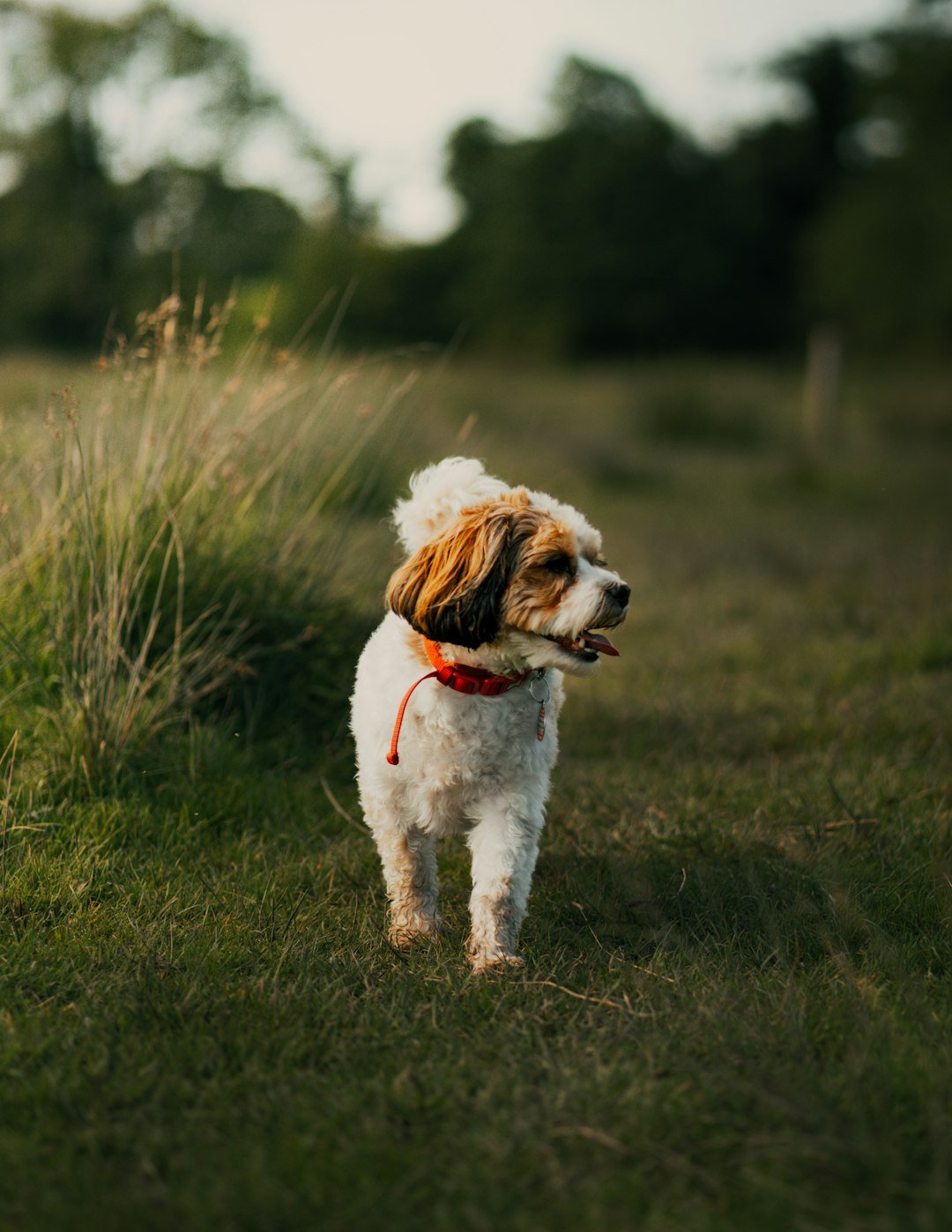 Vets Say These Simple Everyday Habits Can Make Your Dog Feel Happy