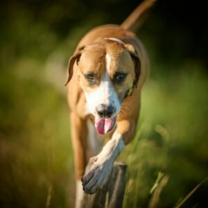 Paws and Pavement: Summer Dog Care Tips