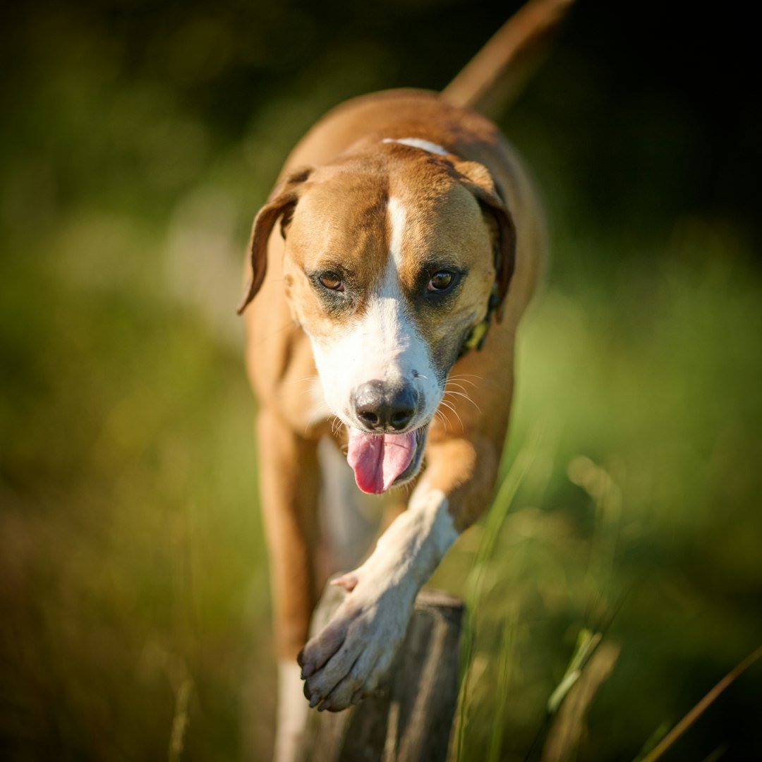 Paws and Pavement: Summer Dog Care Tips