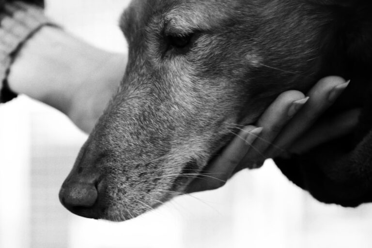 Dog that allegedly attacked Puyallup boy will be euthanized