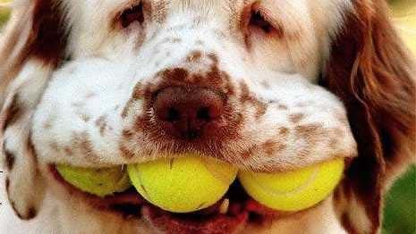 10 Dog Breeds That Are Exceptionally Calm and Make Wonderful Therapy Dogs