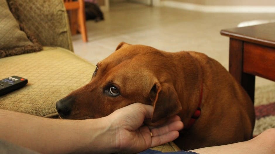 Your Dog Leans on You During Stress (They're Not Needy - They're Grounding Themselves)