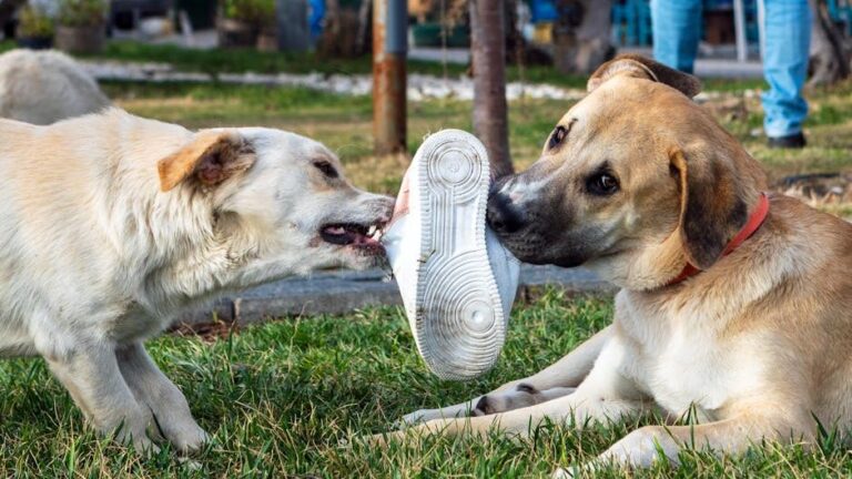Your Dog is Destructive When Bored (They're Not Bad - They're Mentally Frustrated)