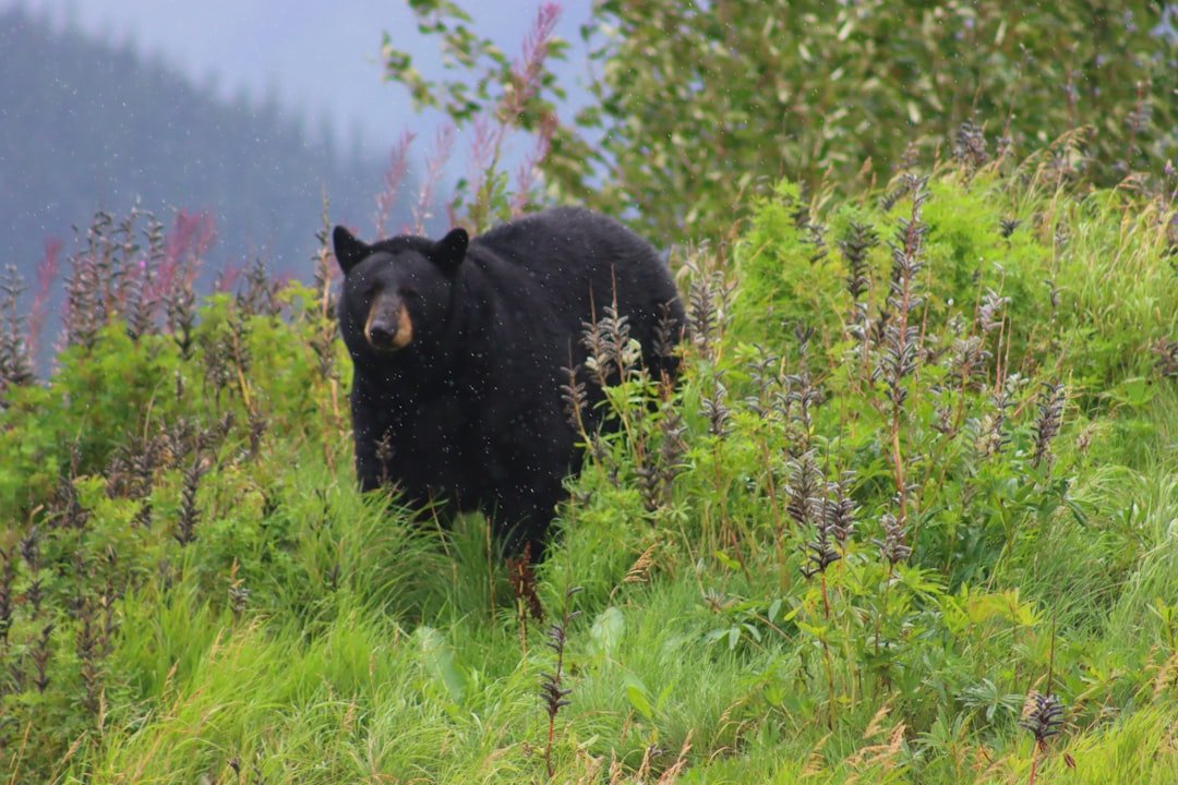 Wildlife Groups File Emergency Legal Action To Halt Alaska Bear-Killing Program