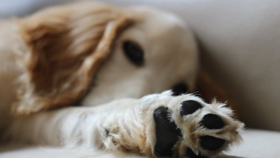 How To Care For Your Dog's Paws in Texas This Summer