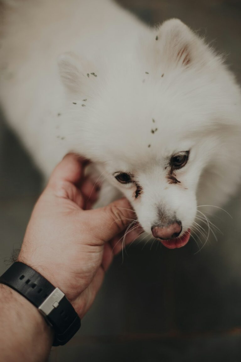 Fleas and Ticks Prevention Tips for Pets in Winter Garden
