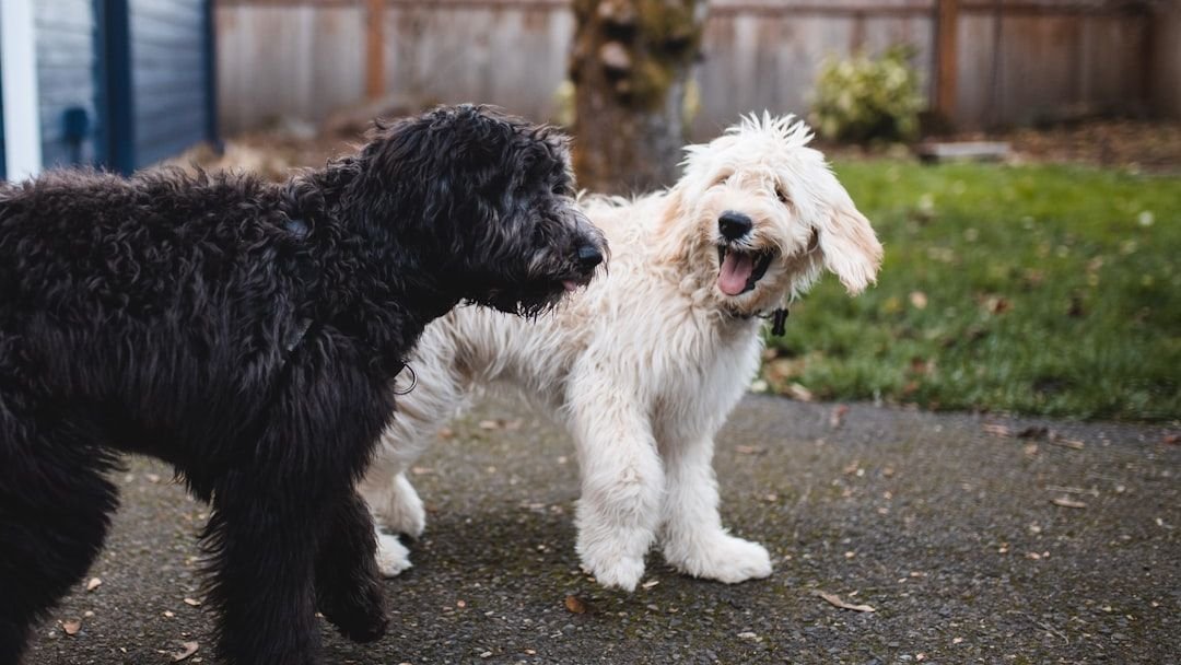 FORGET What You Think You Know About Puppy Socialization – The New Rules