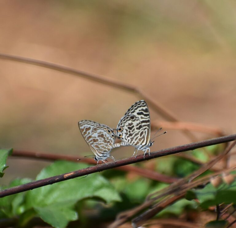 More than half of Britain’s butterfly species in decline, monitoring scheme shows
