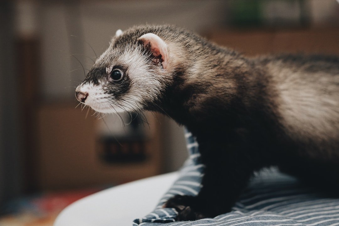 Invasive ferrets removed from an island in a world-first
