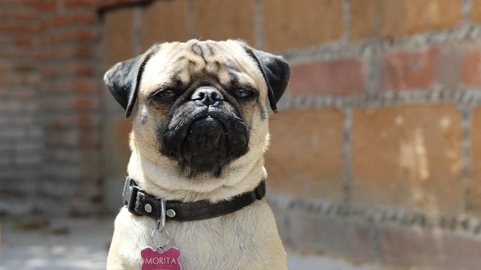 10 Goofy Dog Breeds With Which Life is Never A Dull Moment