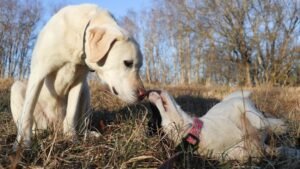 10 Goofy Things Your Dog Does - And What They Really Mean