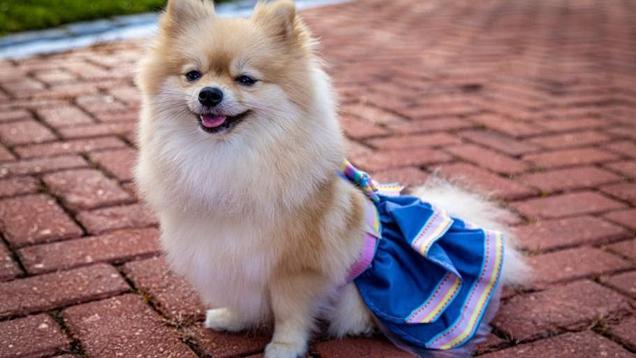 10 Small Dog Breeds Just as Fierce as a German Shepherd When It Comes To Guarding Their Homes