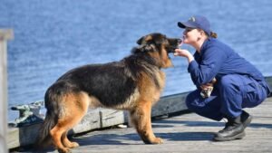 10 Most Popular Dog Breeds in Texas in 2026