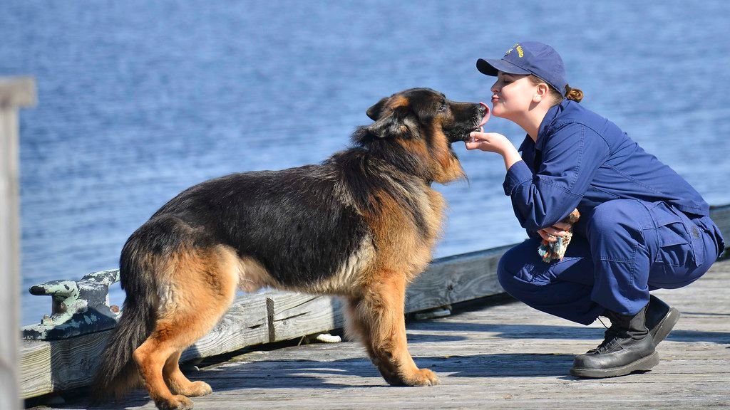 10 Most Popular Dog Breeds in Texas in 2026