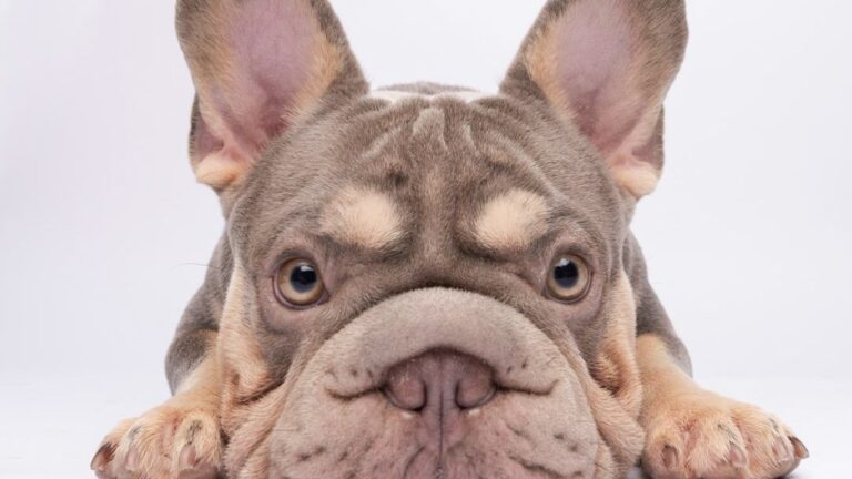 How To Take Care of a French Bulldog's Coat and Health