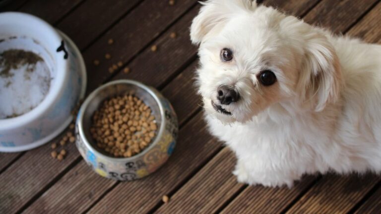 10 Things Never To Do When Feeding Your Dog