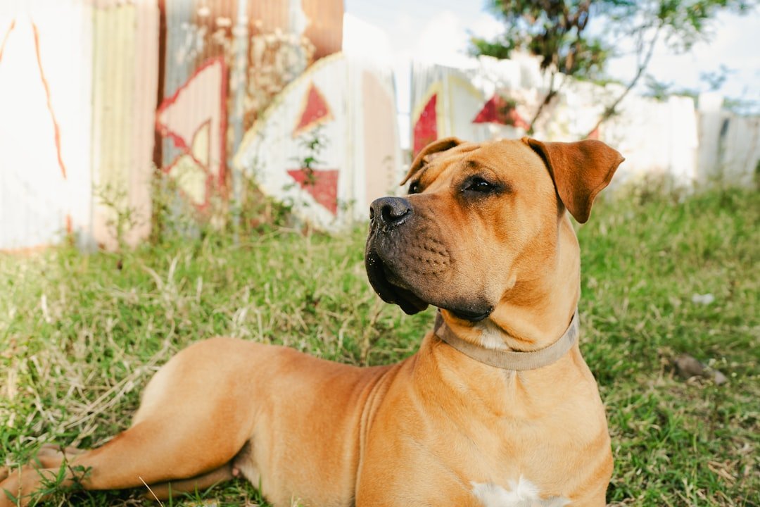 Woman Who Raises Boerboels Says the Breed's 500-600 PSI Bite Is Among the Strongest in the Canine World (Exclusive)