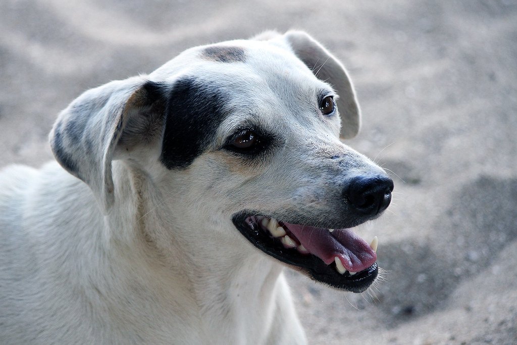 In Defense of Dumb Dogs