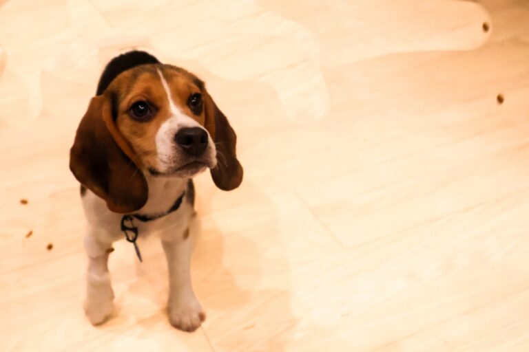Activists plan to raid, take dogs from embattled breeder