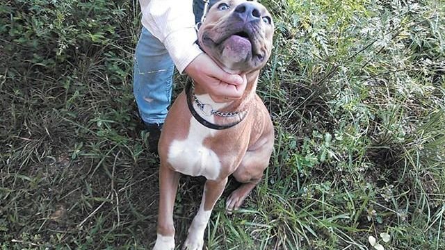 The 'Perfect' Dog Breed You Thought You Knew? Think Again!