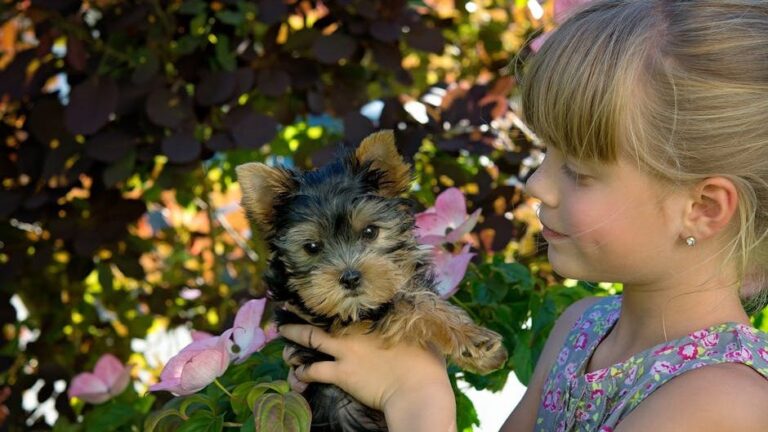 Top 10 Most Popular Dog Breeds in New York