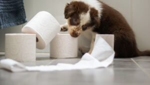 Are Potty Training Pads Good For Your Puppy?