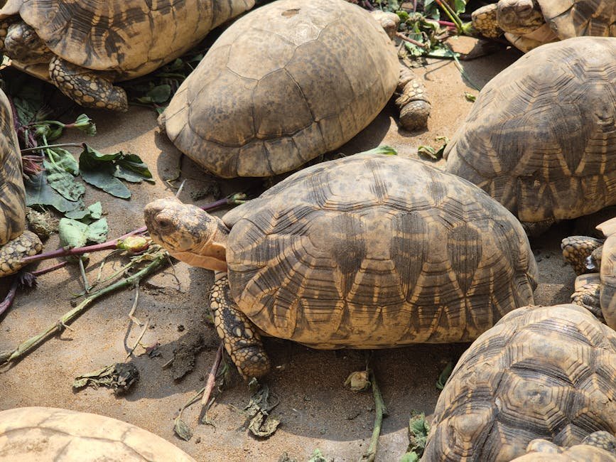 Global Wildlife Trade Fuels Spread of Disease from Animals to Humans