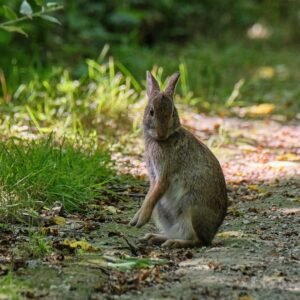 Young wildlife belongs in the wild