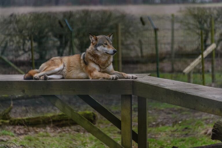 Parents of toddler hurt by wolf at Zoo America charged with child endangerment