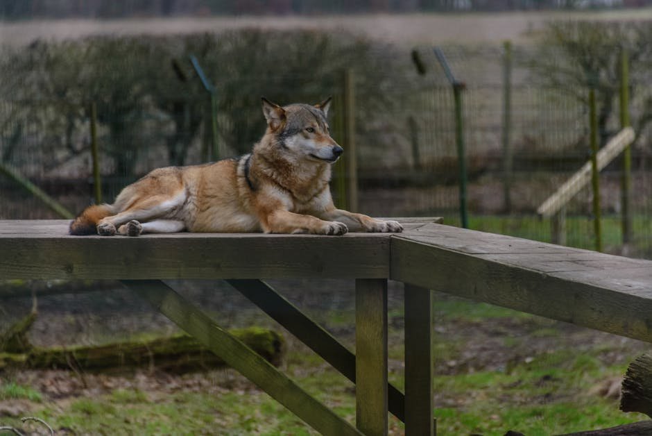 Parents of toddler hurt by wolf at Zoo America charged with child endangerment