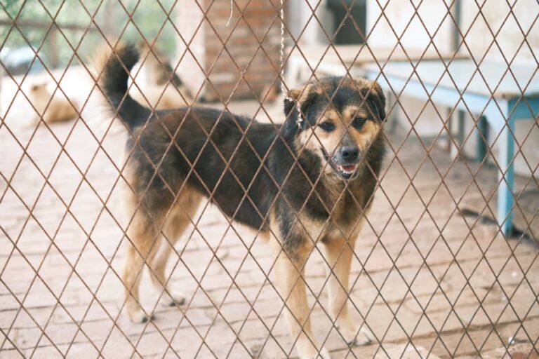 ACS seizes 11 dogs in 'unsanitary conditions' in San Antonio