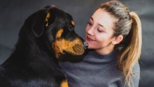 10 Rottweiler Behaviors That Say "I'm Watching Everything"