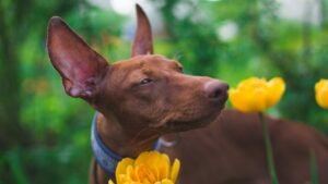 10 Dog Breeds That Can't Cope With Nevada's Desert Climate (And 5 That Thrive)