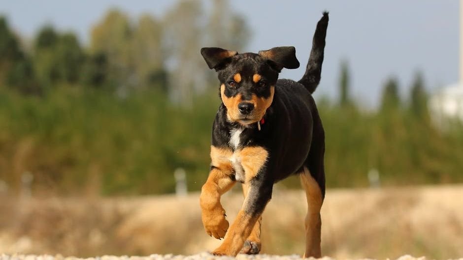 Your Dog's 'Happy Dance' Isn't Always What You Think - What It Really Means