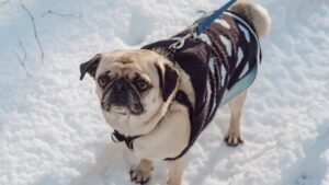8 Dog Breeds That Can't Handle Michigan Winters (And 5 That Love the Cold)